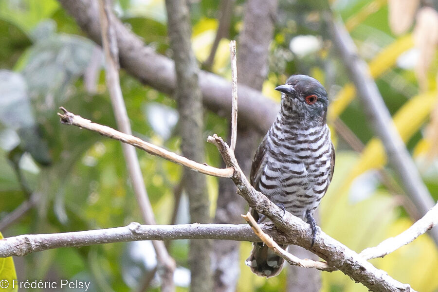 Little Bronze Cuckoo