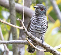 Little Bronze Cuckoo