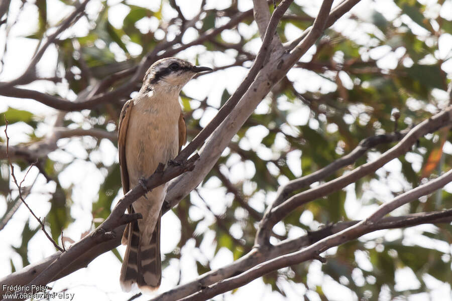 Black-eared Cuckoo