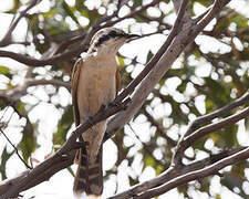 Black-eared Cuckoo