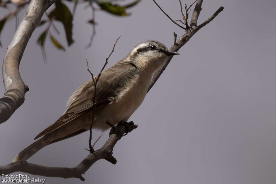 Black-eared Cuckoo