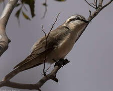 Black-eared Cuckoo