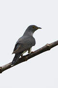 Oriental Cuckoo