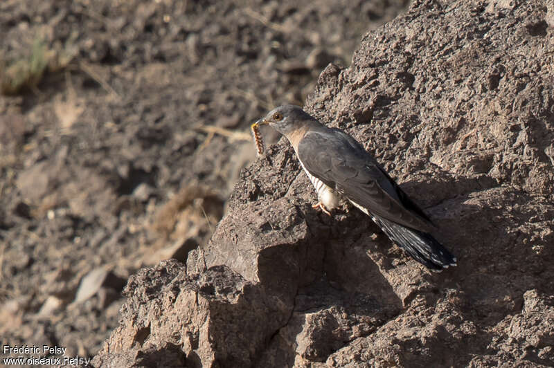 Oriental Cuckoo female adult, identification, feeding habits