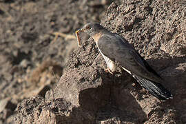 Oriental Cuckoo