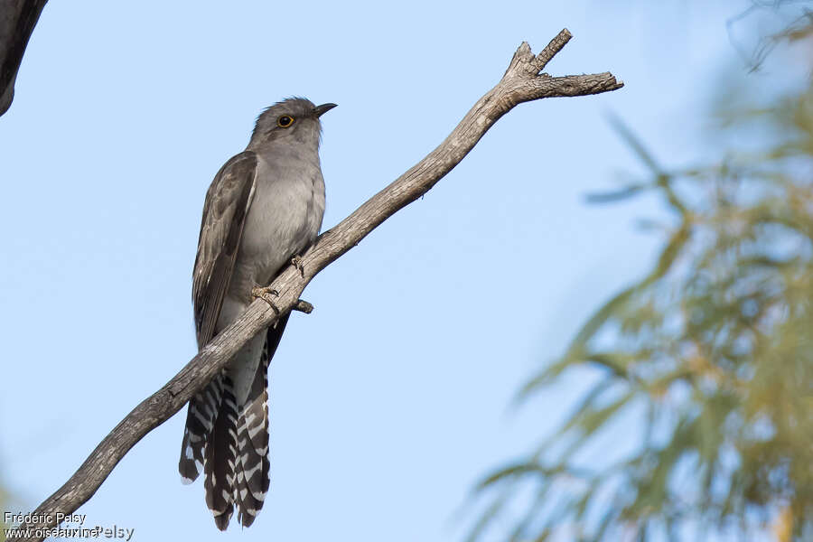 Pallid Cuckooadult