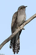 Pallid Cuckoo