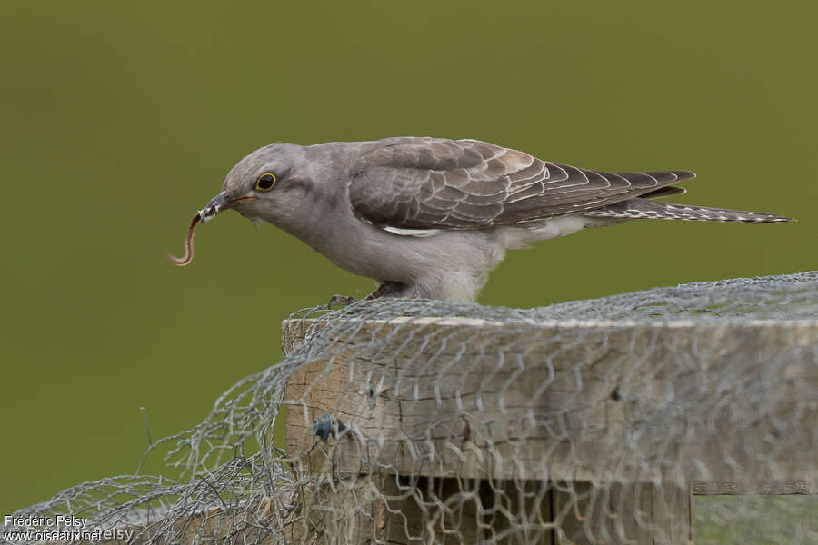 Pallid Cuckooadult, identification