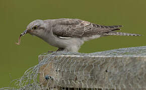 Pallid Cuckoo