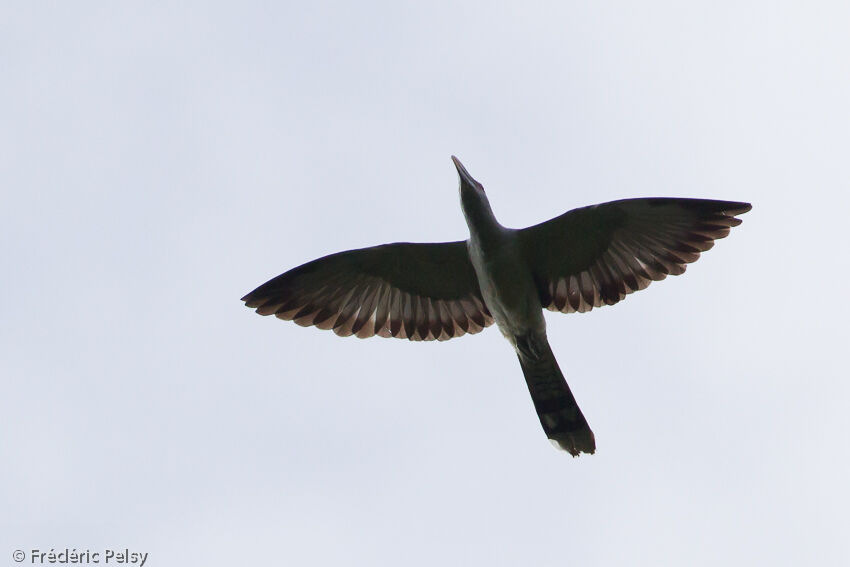 Channel-billed Cuckoo