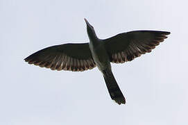 Channel-billed Cuckoo