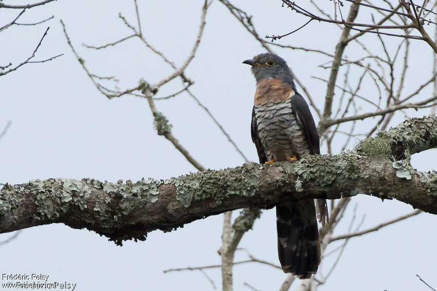 Coucou solitaire mâle adulte, identification