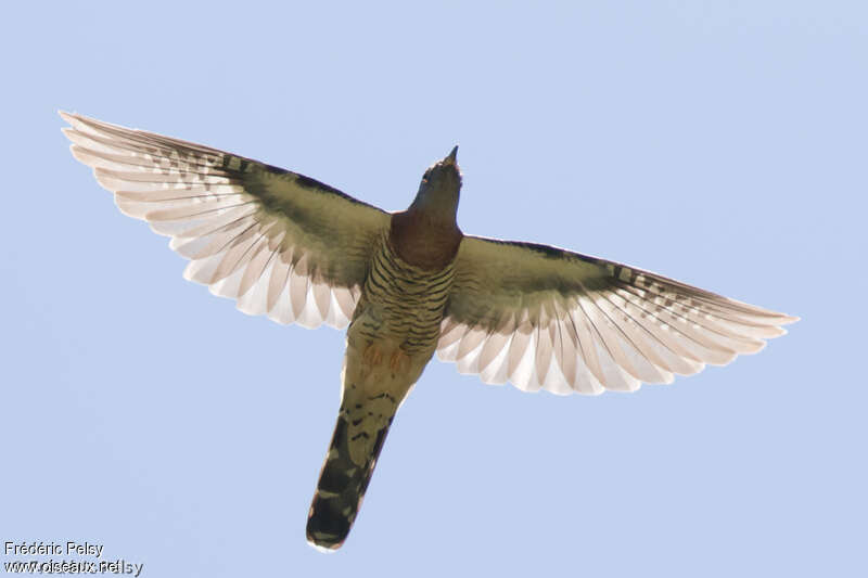 Red-chested Cuckooadult, Flight