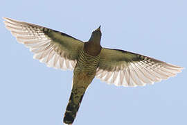 Red-chested Cuckoo