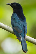 Square-tailed Drongo-Cuckoo