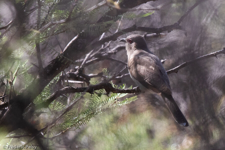 Ash-colored Cuckoo