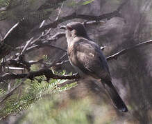 Ash-colored Cuckoo