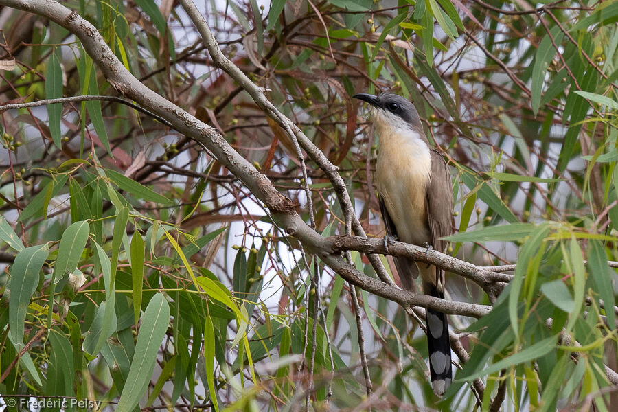 Dark-billed Cuckoo