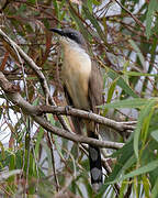 Dark-billed Cuckoo