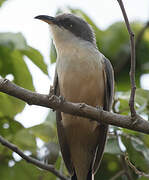 Mangrove Cuckoo