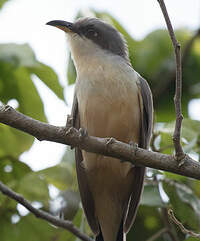 Coulicou manioc