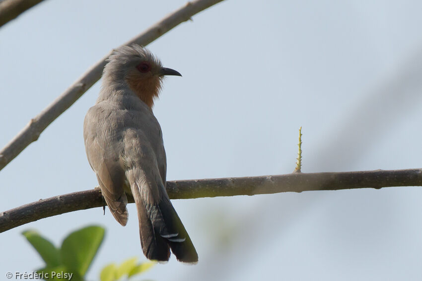 Dwarf Cuckooadult