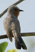 Dwarf Cuckoo