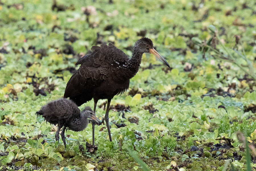 Limpkin