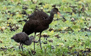 Limpkin