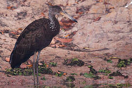 Limpkin