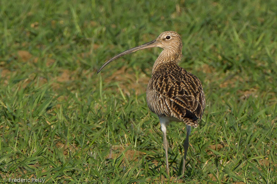 Eurasian Curlew