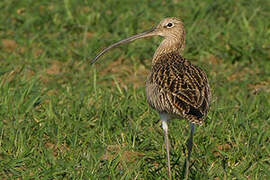 Eurasian Curlew