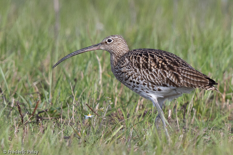 Eurasian Curlew female adult breeding