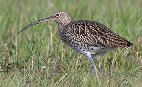 Eurasian Curlew