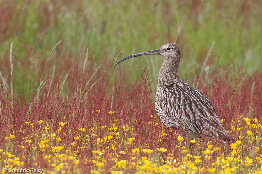 Eurasian Curlew