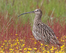 Eurasian Curlew