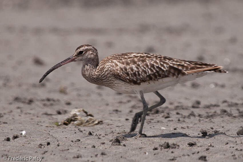 Whimbrel