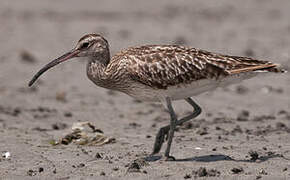 Eurasian Whimbrel