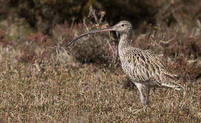 Far Eastern Curlew