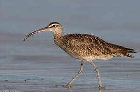 Hudsonian Whimbrel