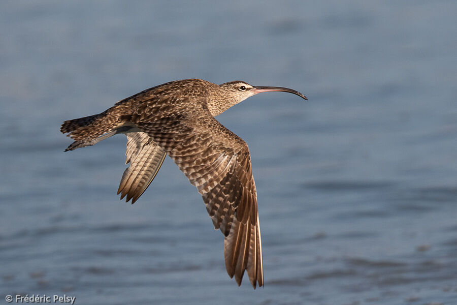 Hudsonian Whimbrel