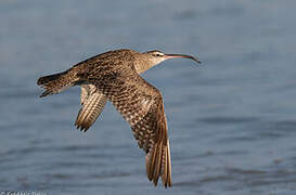 Hudsonian Whimbrel