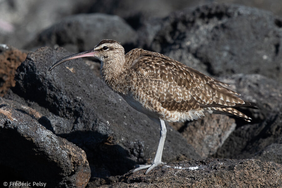 Hudsonian Whimbrel