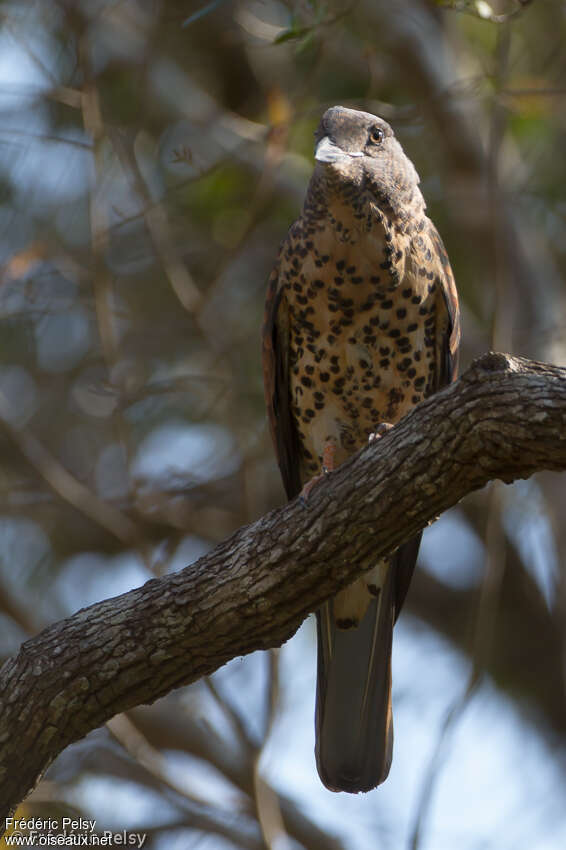 Cuckoo Roller female adult, identification