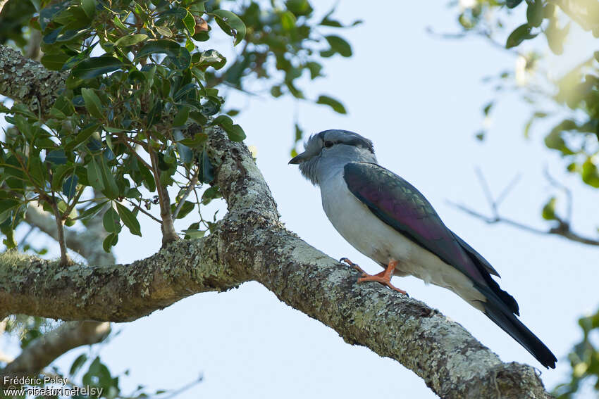 Cuckoo-roller male adult, identification