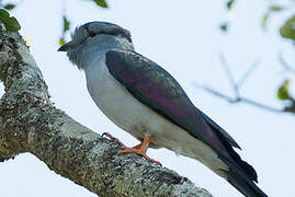 Cuckoo-roller