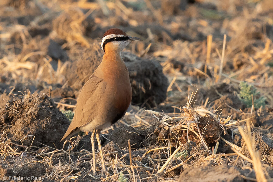 Indian Courser