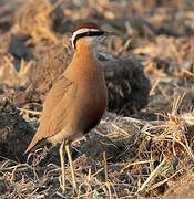 Indian Courser