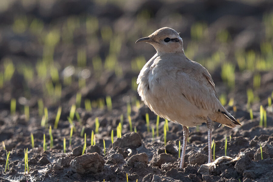 Cream-colored Courseradult