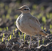 Cream-colored Courser